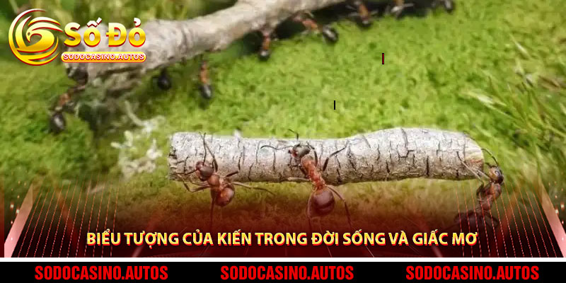 Biểu Tượng Của Kiến Trong Đời Sống Và Giấc Mơ