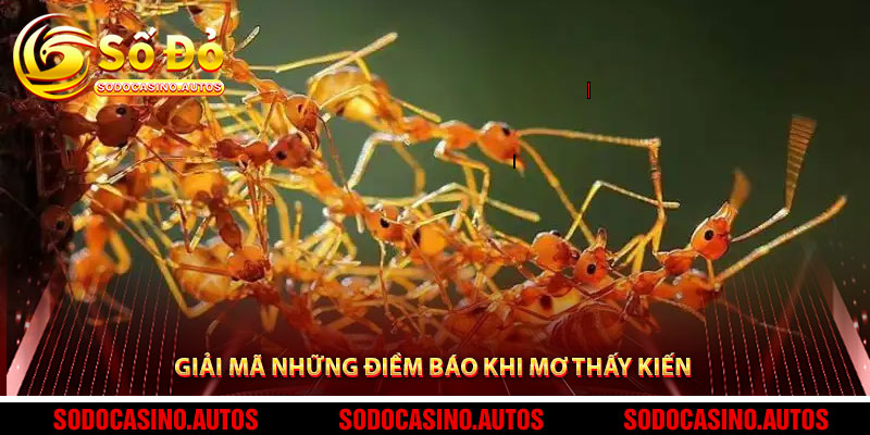 Giải Mã Những Điềm Báo Khi Mơ Thấy Kiến
