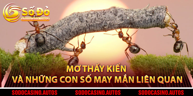 Mơ Thấy Kiến Và Những Con Số May Mắn Liên Quan