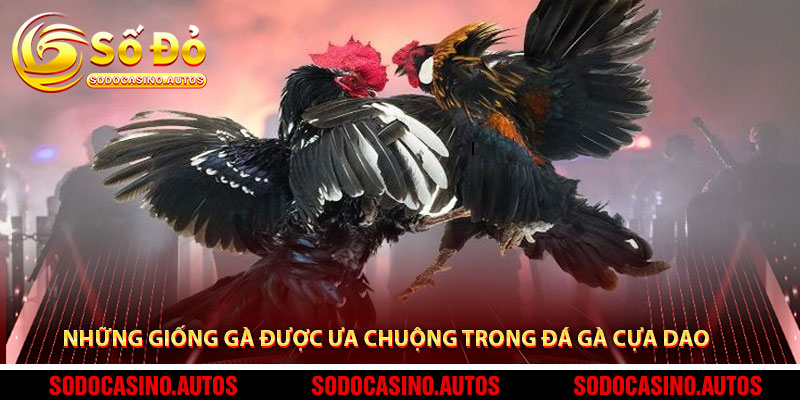 Những Giống Gà Được Ưa Chuộng Trong Đá Gà Cựa Dao