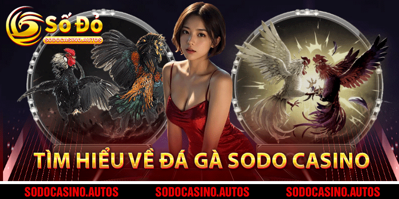 Tìm hiểu về đá gà Sodo Casino