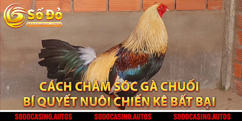 Cách Chăm Sóc Gà Chuối – Bí Quyết Nuôi Chiến Kê Bất Bại