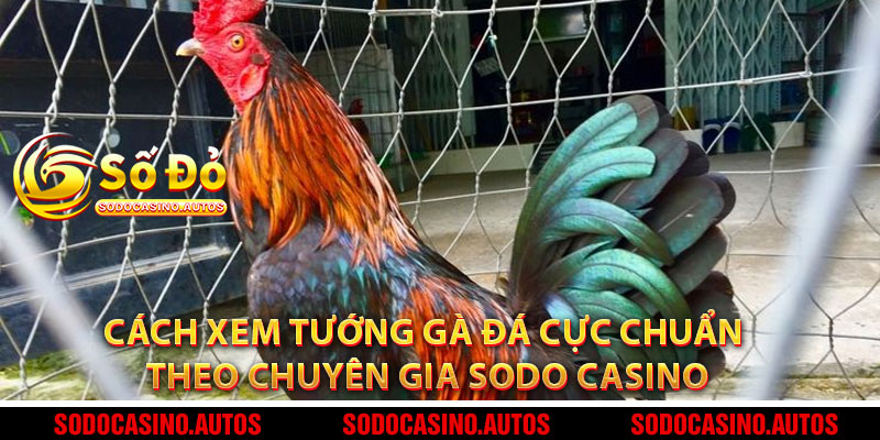 Cách Xem Tướng Gà Đá Cực Chuẩn Theo Chuyên Gia Sodo Casino