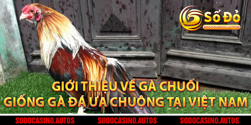 Giới Thiệu Về Gà Chuối – Giống Gà Đá Được Ưa Chuộng Tại Việt Nam