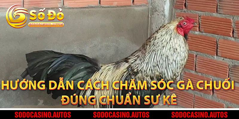 Hướng Dẫn Cách Chăm Sóc Gà Chuối Đúng Chuẩn Sư Kê
