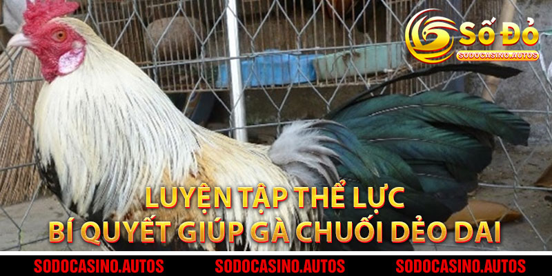 4. Luyện Tập Thể Lực – Bí Quyết Giúp Gà Chuối Dẻo Dai